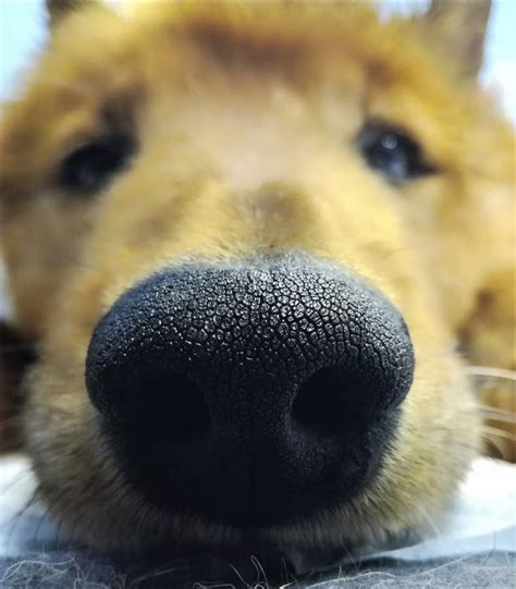 Big Nose Of A Curious Dog Close Up Stock Image Image Of Animal