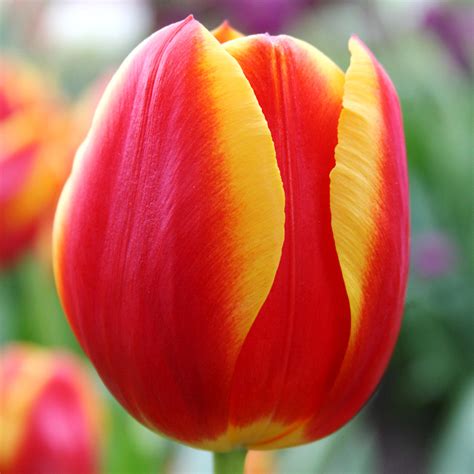 Tulips Series Single Early Tulips Bulb Blog Gardening Tips And Tricks Learn Planting