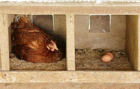 Why Your Hens Lay Outside Of Their Nest