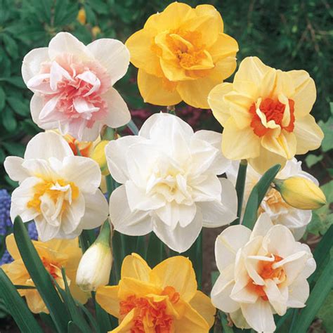 Double Daffodil Mixture Brecksbulbsca Brecks Bulbs
