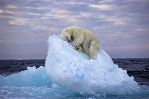 Sleepy Polar Bear Portrait Wins The Wildlife Photographer Of The Year