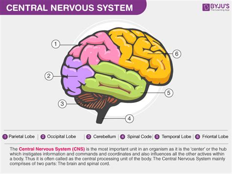 The brain processes and interprets sensory information sent from the spinal cord. Main Parts Of The Nervous System - Berbagai Permainan
