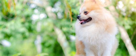 Job Application Essays Form | Seville Animal Hospital