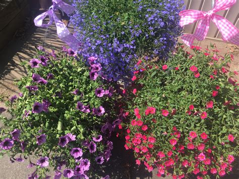 Flowering Outdoor Plants In Branford Ct Cynthias Flower Shop