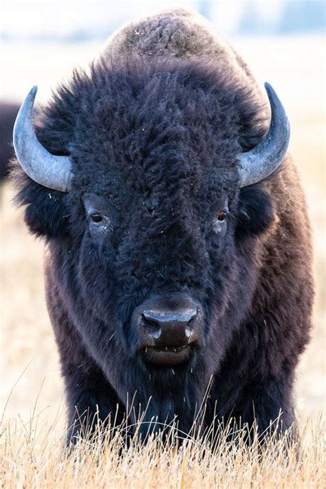 The Bison Is The Largest Land Mammal In North America Males Bulls