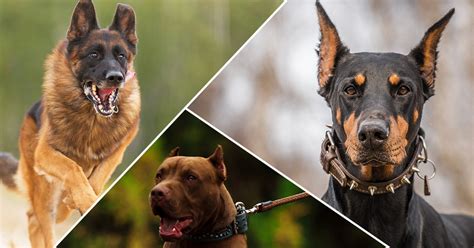 12 Best Guard Dog Breeds For Protection Hiconsumption