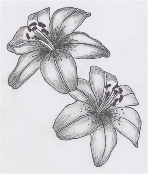 Lily Tattoo Drawing At Explore Collection Of Lily