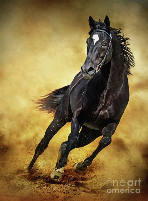 Black Horse Running Wild Photograph By Dimitar Hristov
