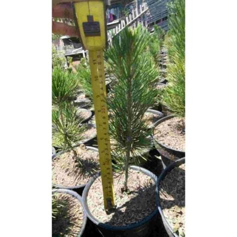 Jual Bahan Bonsai Pinus Japanese Black Pine Di Seller Mari Berkebun Sisir Kota Batu Blibli