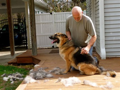How To Stop Dog Shedding Home Remedy