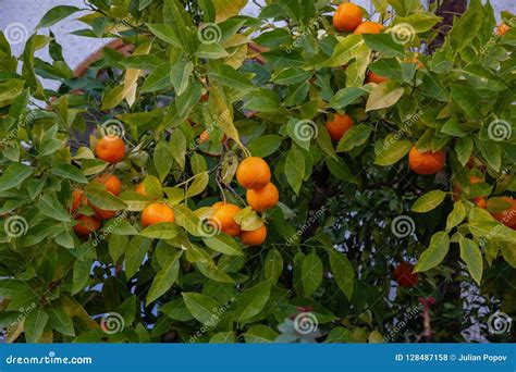 Mandarin Orange Tree With Ripe Fruits Tangerine Stock Photo Image Of