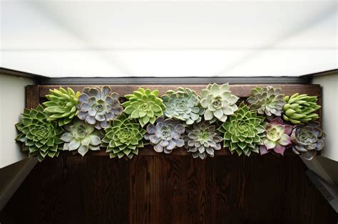 Diy All About Succulents Hybrid Window Boxliving Wall