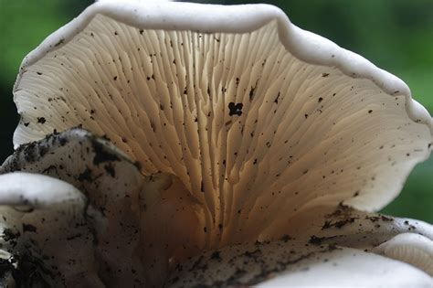 Villard place, oregon city (or), 97045, united states. How to Grow Oyster Mushrooms in a 5-Gallon Bucket | The ...