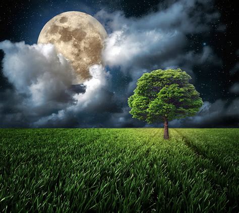 1080p Free Download Moonlight Field Grass Moon Night Tree Hd