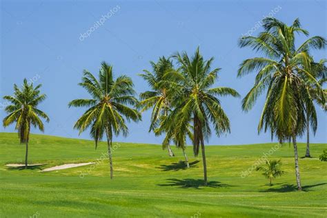 Beautiful View Of Natural Tropical Meadow Field And Fluffy Palm Trees