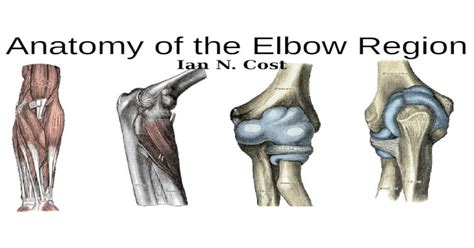 Pptx Anatomy Of The Elbow Region Pdfslidenet