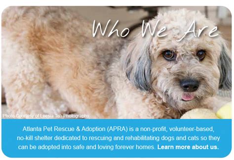 I received an email from atlanta pet rescue asking if we would be interested in donating it for an auction you were having. Best Friends in Atlanta | Animal rescue, Pets, Dog lovers