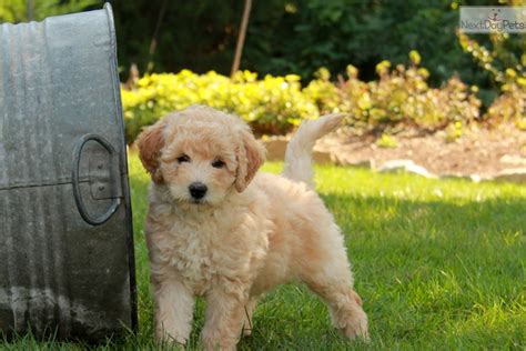 Akc registered cuddly, very loving, and smart. Labradoodle puppy for sale near Lancaster, Pennsylvania ...
