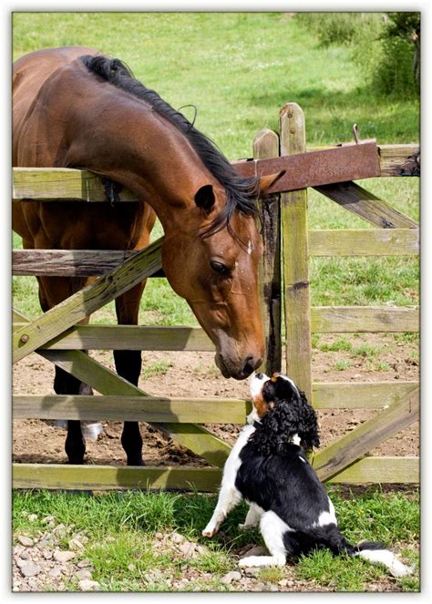 Dog And Horse Nose To Nose Furry Friends Pinterest