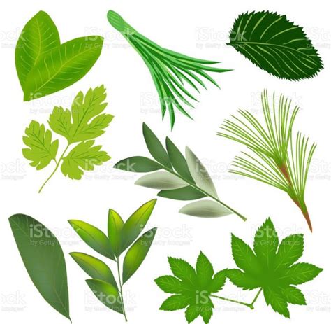 What Is The Function Of Foliage Leaves Quora