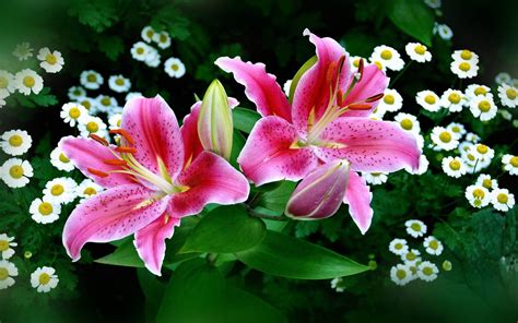 tiger lily flower lily flowers lilies pink garden desktop wallpapers tiger flowwers nature