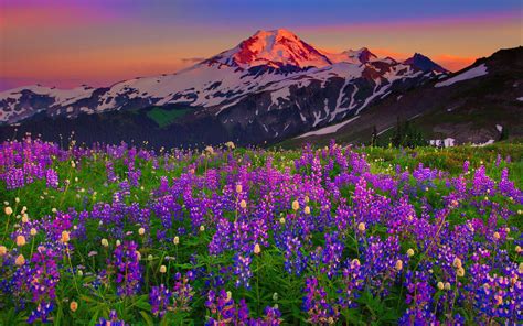 2560x1600 Summer Wildflowers Wallpaper Wallflowers Wildflowers