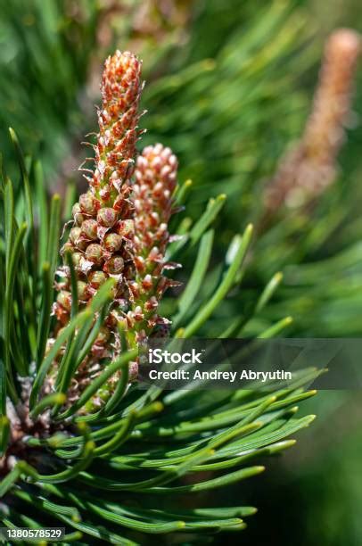 Ranting Pinus Berwarnawarni Dengan Jarum Dan Kerucut Muda Tutup Fokus