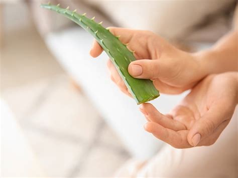 Aloe Vera For Rashes Research Efficacy And More
