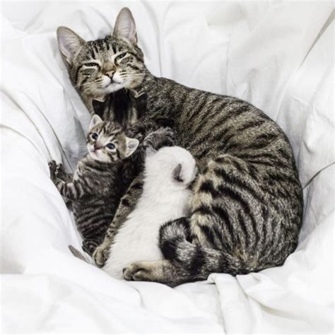 مراقبت از گربه مادر