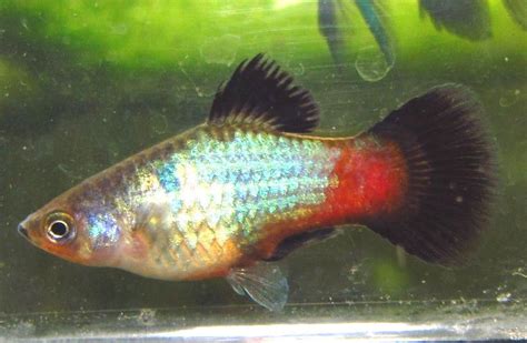 Neon Blue Rainbow Wag Platy Trins Tropical Fish
