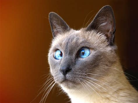Why Are Siamese Cats Cross Eyed