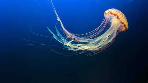 How Immortal Jellyfish Stay Immortal Scientists Find Clue Mint Lounge