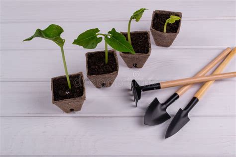 Potten Met Zaailingentribune In Een Lijn En Weinig Tuinhulpmiddelen