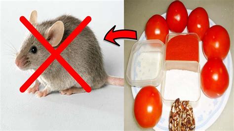 Killing Rats With Tomato Fast Acting Remedy Get Rid Of Rats In House