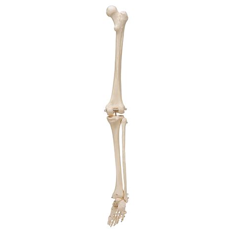 Human Skeleton Of Leg With Foot Wire Mounted 3b Smart Anatomy