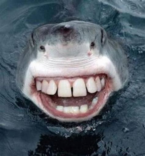 22 Shark With Human Teeth Pictures That Are Just Ridiculous