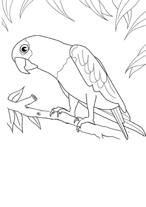 Parrot Colouring Page Activities Kidspot