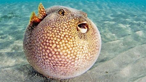 15 Bizarre Facts About Fish Thatll Make You More Curious