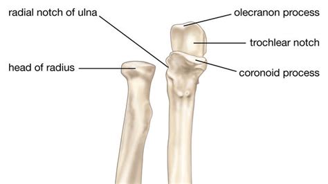 Coronoid Process Anatomy Britannica