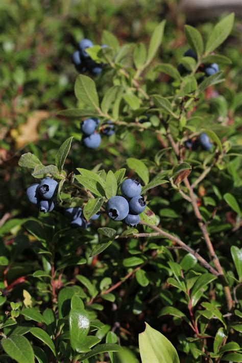 Wild Blueberry Bush Free Stock Photo Public Domain Pictures