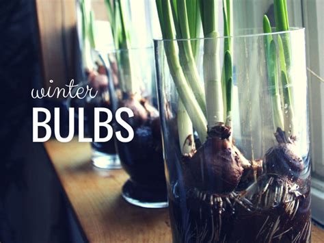 A Bright Idea For Winter Bulbs Arcticdeco