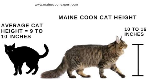 Maine Coon Cat Size Chart A Visual Reference Of Charts Chart Master