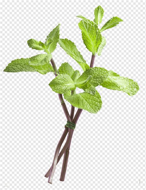 Mint Leaves Diseases Herbs And Food Recipes