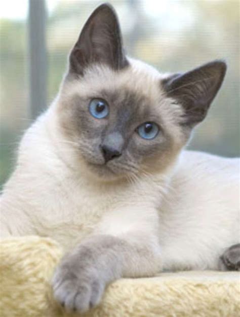 Learn how this siamese cat breed came to be as we dive in deep about their history. blue seal point siamese | Siamese Kittens In Maryland ...