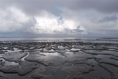 Tidal Mudflats Along The Coasts Of The Frisian Islands Or Dutch Wadden