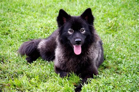 Finnish Lapphund Photos And Wallpapers The Beautiful Finnish Lapphund