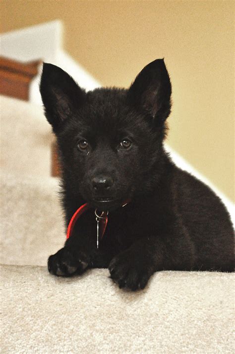 My Black German Shepherd When She Was Just A Tiny Pup Cute Cats And