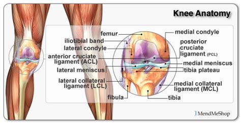Ligament sprain may be the cause, but it could also be a ligament rupture. The 5 Pillars of Knee Pain Recovery - Exercise - The Knee ...