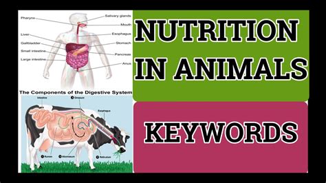 Class 7 Science Chapter 2 Nutrition In Animals Keywords Youtube