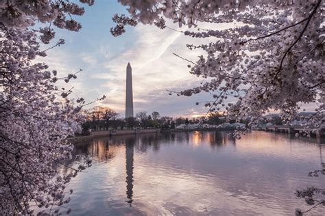 Lets Not Go Outside And Say We Did Dc Cherry Blossoms In Photos